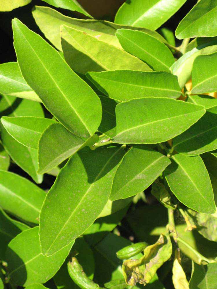              Sun leaves (South African, Riverside, CA)       